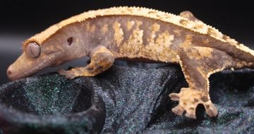 A crested gecko with a patterned body on a dark fabric.