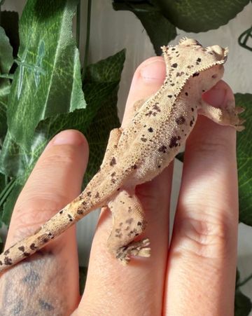 A crested gecko perched on a person's hand.