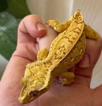 Yellow crested gecko resting on a hand.