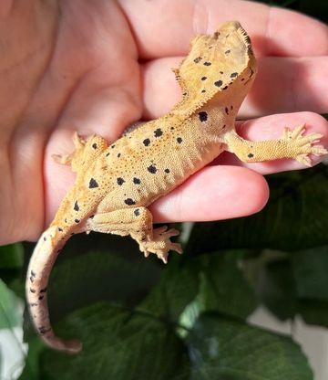 A small spotted gecko on a person's hand.