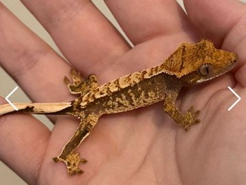 A small, textured gecko resting on a hand.