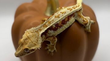 A crested gecko on a brown pumpkin.
