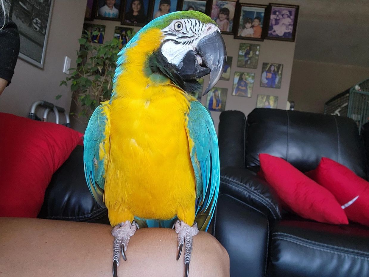 Bright blue and yellow macaw perched indoors on a person's knee.
