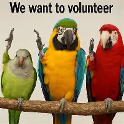 Three colorful parrots raising wings as if volunteering.