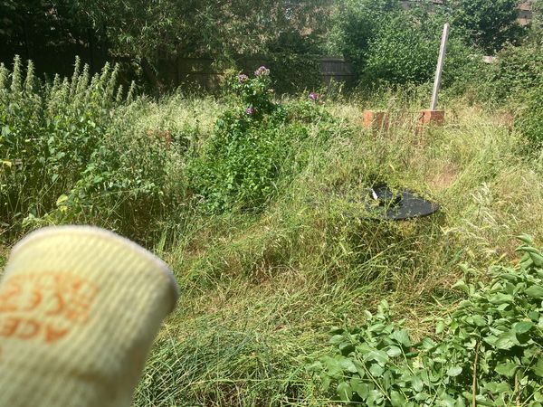 Overgrown garden with tall grass and a gardening glove in the foreground.