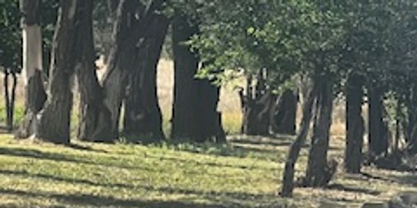 a park with lots of trees in a row