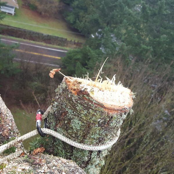 The top of a tree being cut off