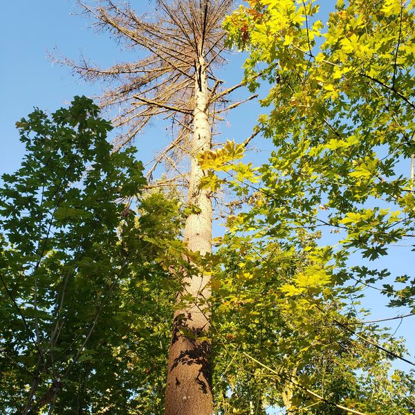 A dead tree 
