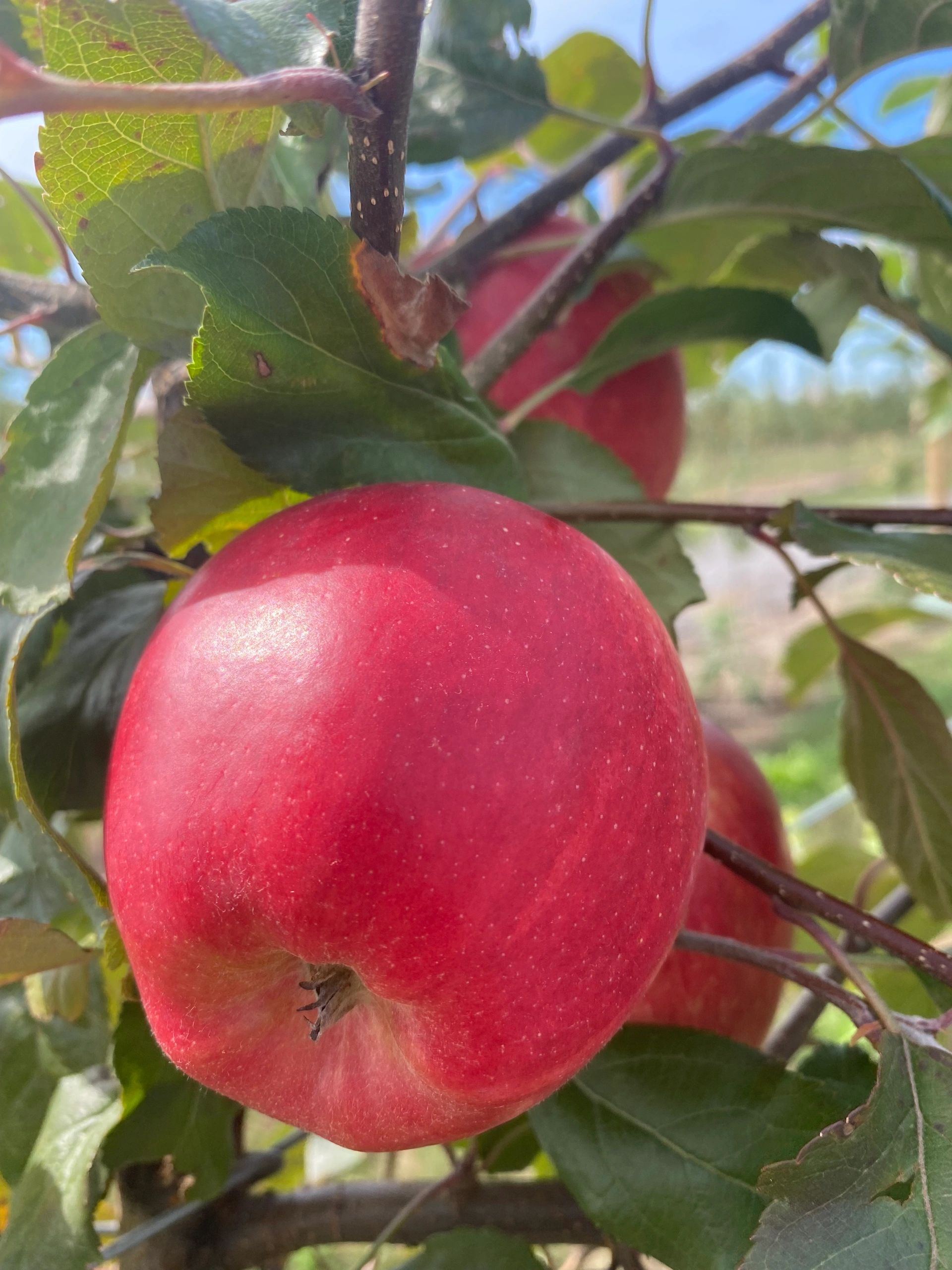 HOME [brownfarmsapples.com]