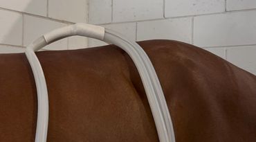 Close-up of a horse's back with a white saddle pad.