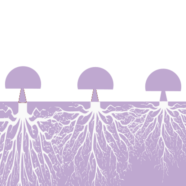 A graphic of 3 simple mushrooms with extremely connected root systems in light purple and white