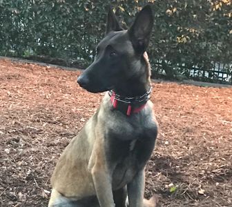 Belgian Malinois, Missing Dog, Nina, Newport Beach, For a Civilized Dog