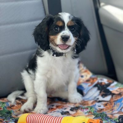 Cavalier King Charles Spaniel puppies available from responsible breeders