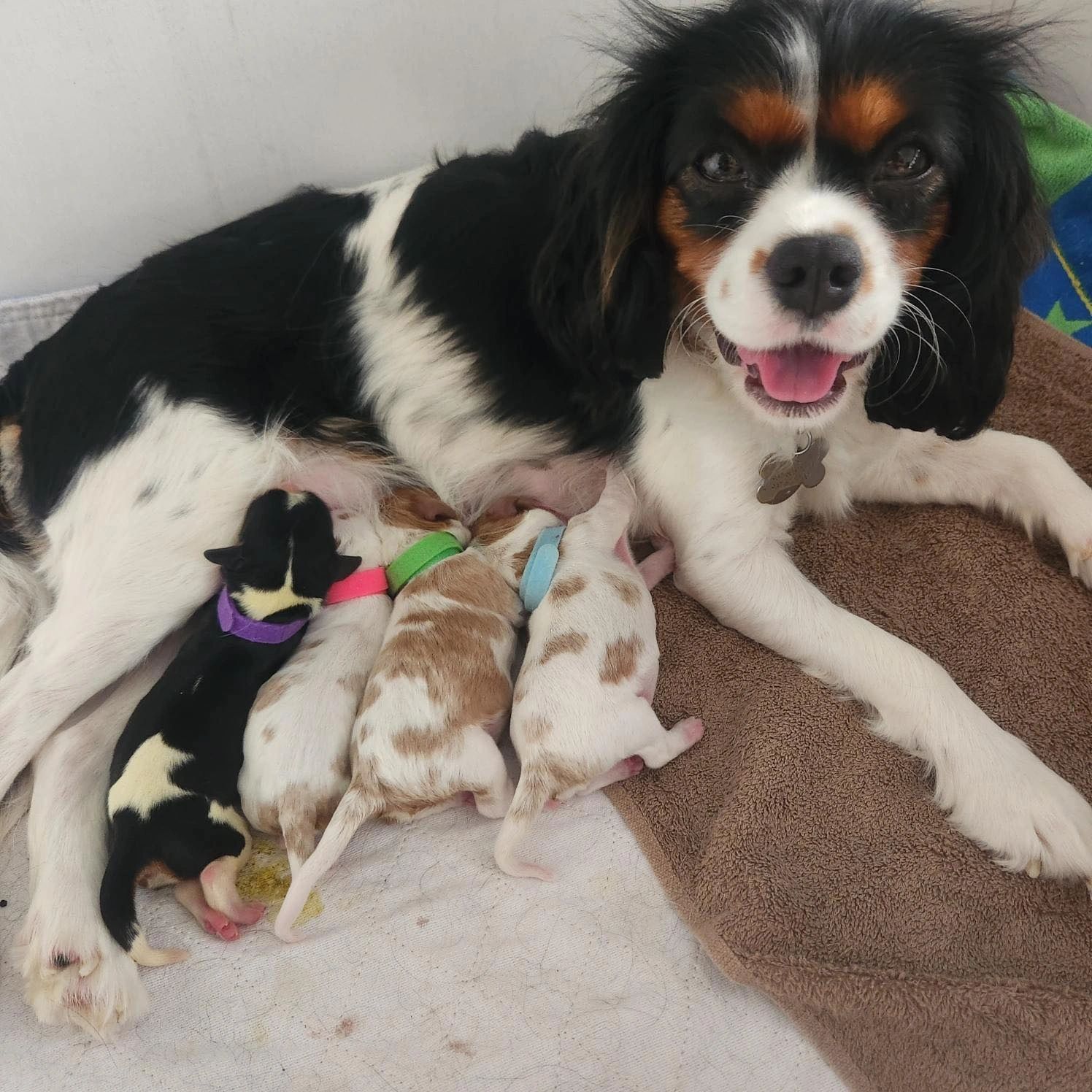 puppies-for-sale-king-charles-cavaliers-florida