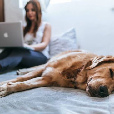 woman relaxing on bed with her laptop and golden retriever laying comfortably next to her