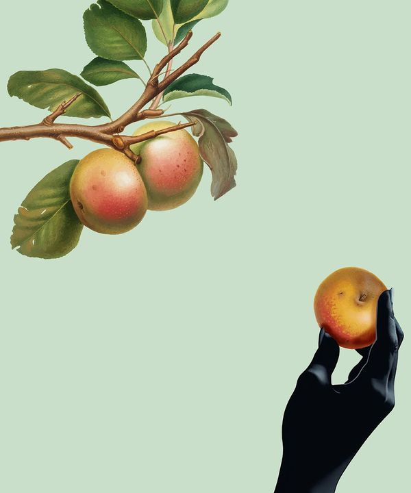 A black-gloved hand holding an apple with a branch of apples and leaves in the background.