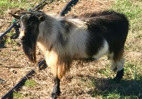 Critter Creek Farm - Goats for Sale, Baby Goats for Sale | Critter Creek Farm