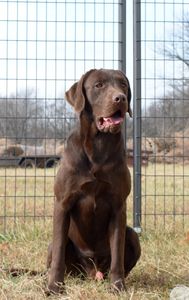 English chocolate lab puppy for sale