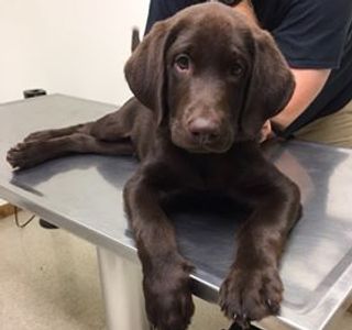 Chocolate lab puppy, lab puppies for sale