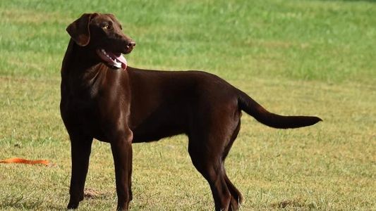 Chocolate Labrador adult, labrador female, akc labrador retriever