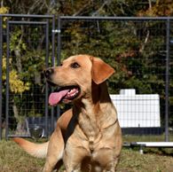 British lab puppy for sale