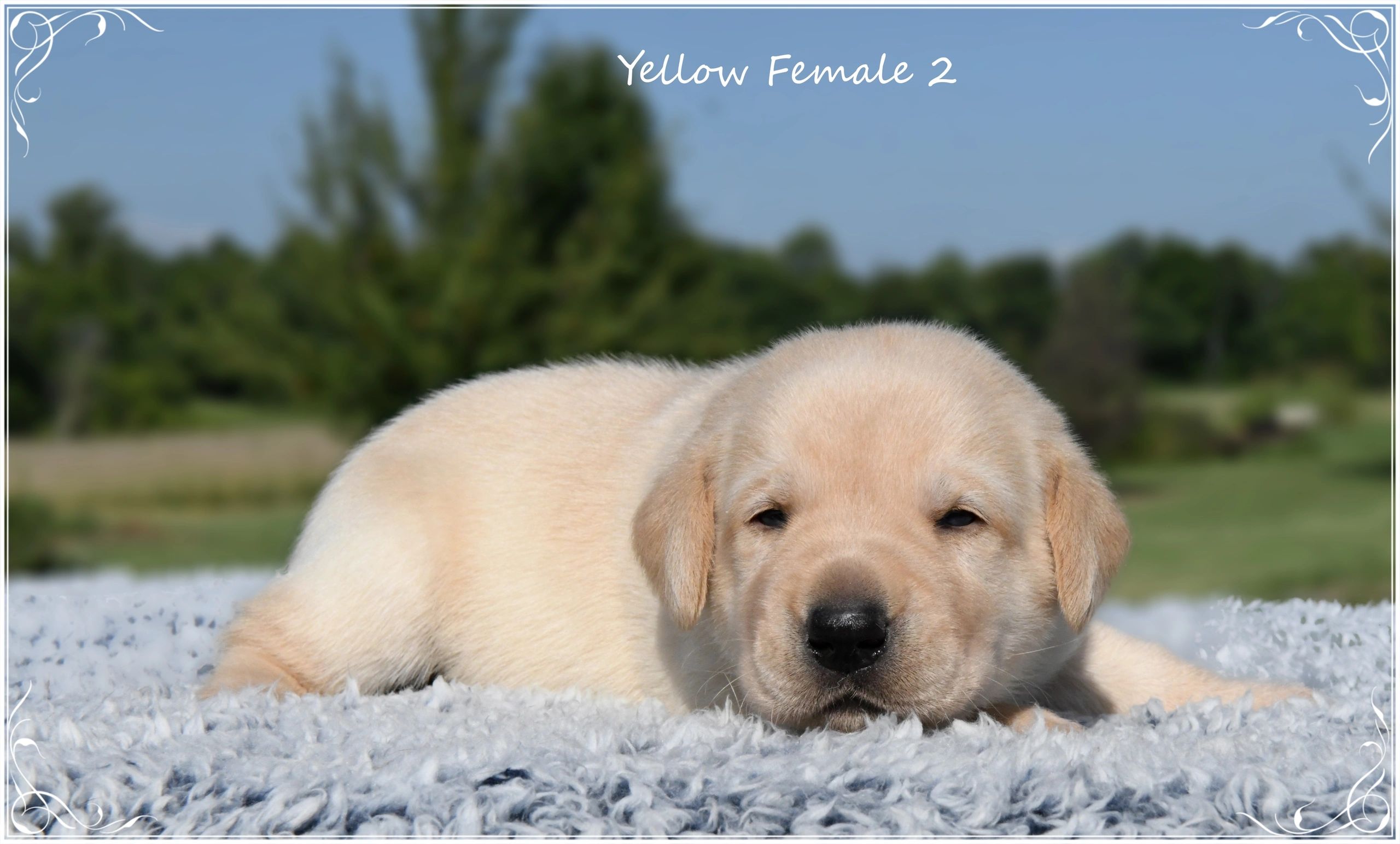 american yellow lab puppy