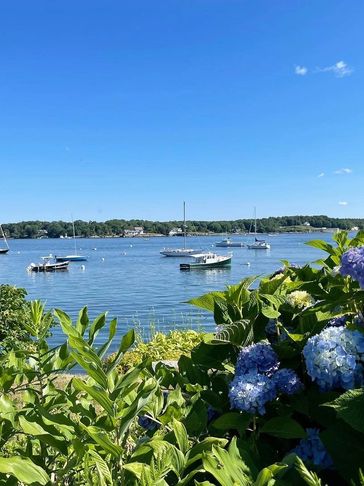 hydrangeas at the water's edge overlooking beautiful sailboats 