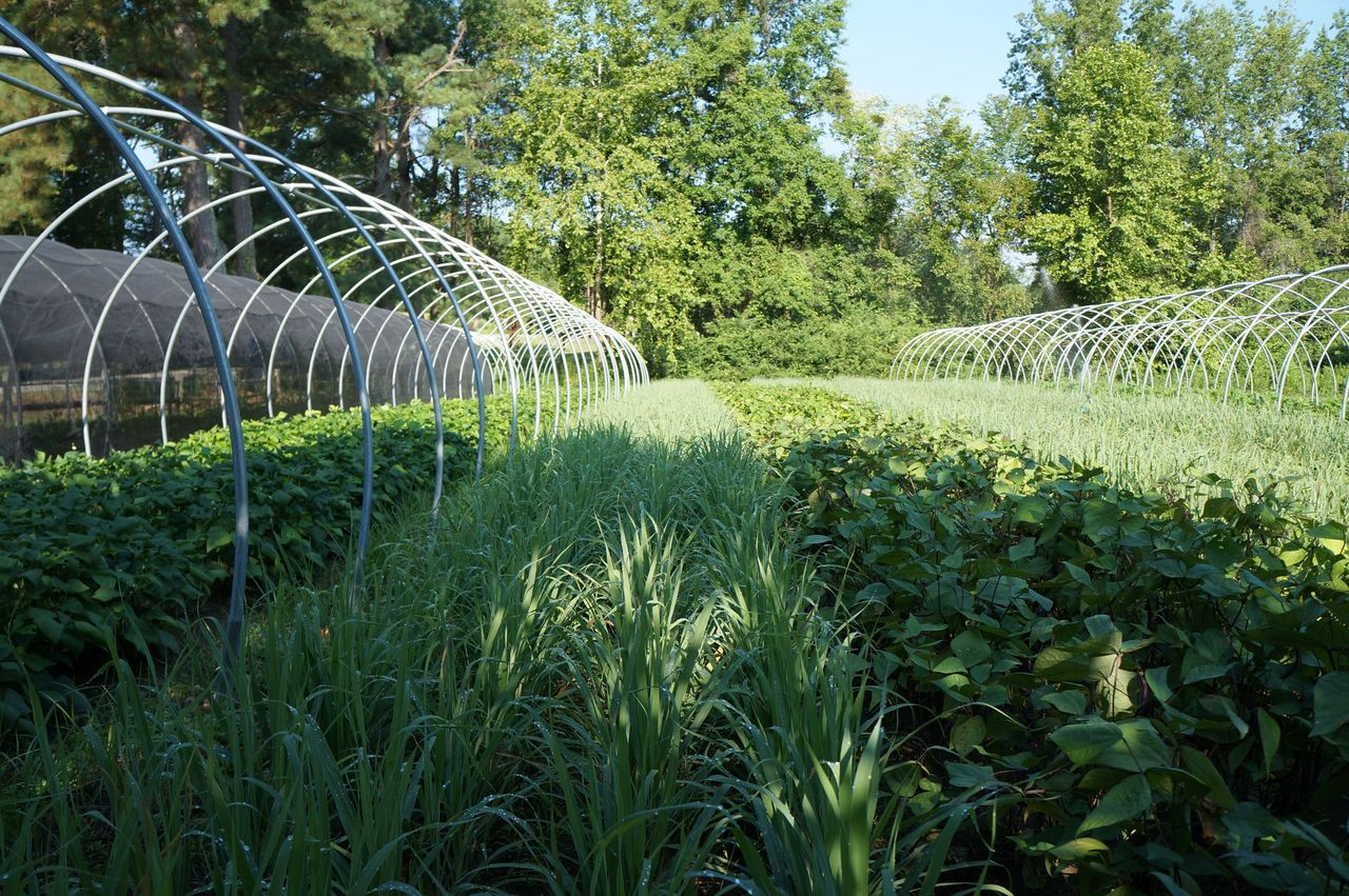 Blue Sky Farms in Wendell, NC. Photo by Cecilia Lancia.