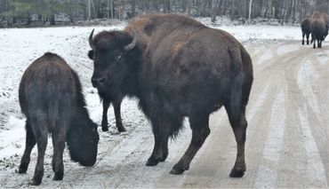 bison canada wildlife travel tours activities things to do traveling private tours & gankor tours