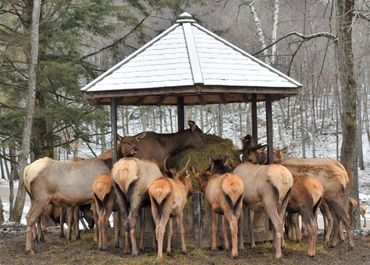 canadian wildlife travel experience 