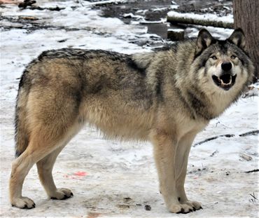 Canadian wolf spotted on a privated guided day tour with Gankor Tours