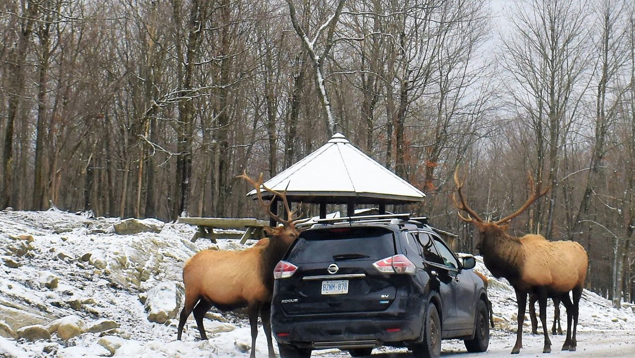 Reindeers near car