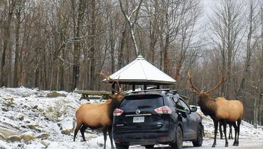 See moose up close with Gankor Tours