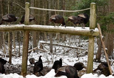 canada wildlife wild turkey winter snow travel tours activities things to do while traveling 