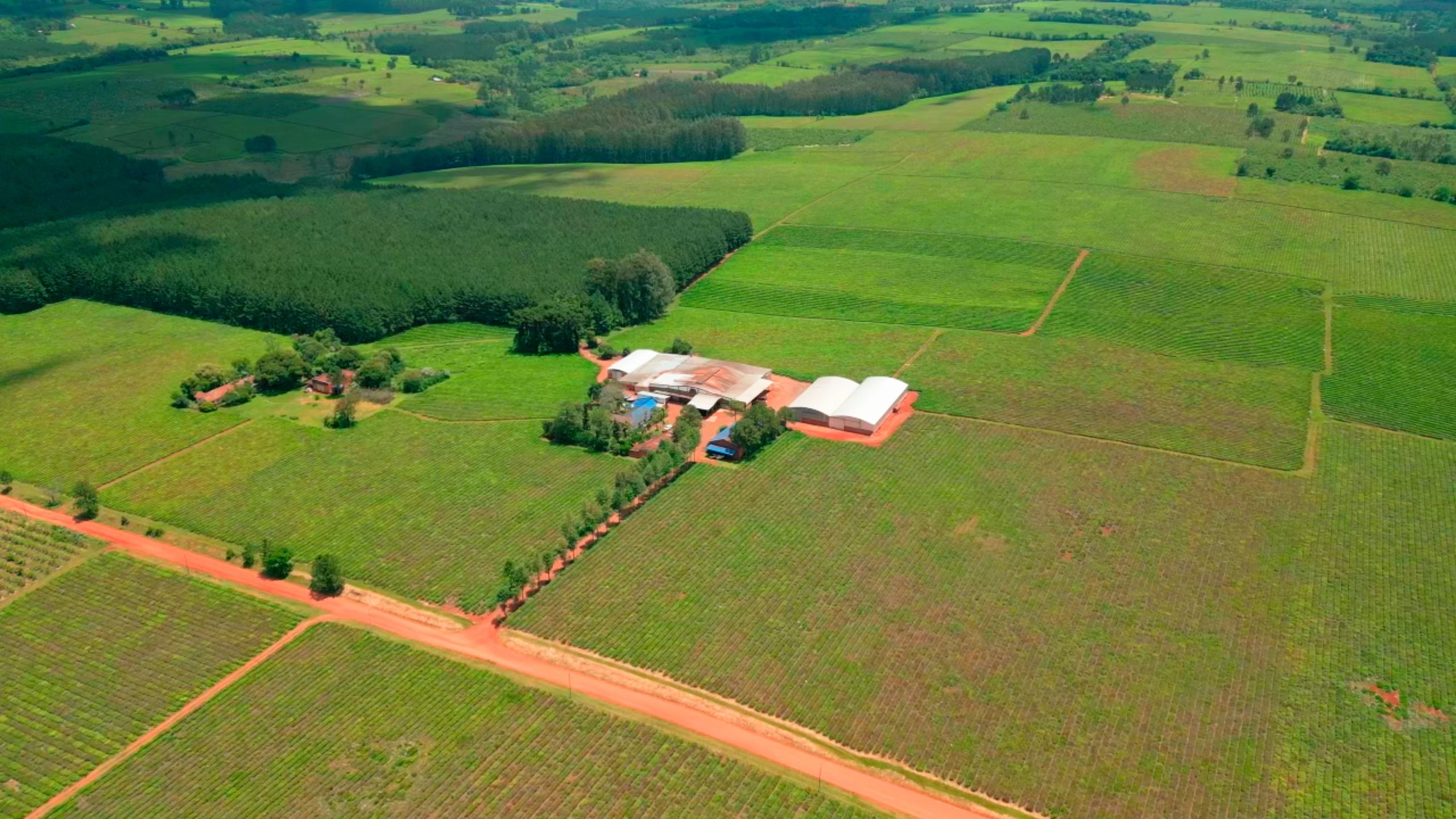 MysTea: Organic Tea and Sustainable Farming