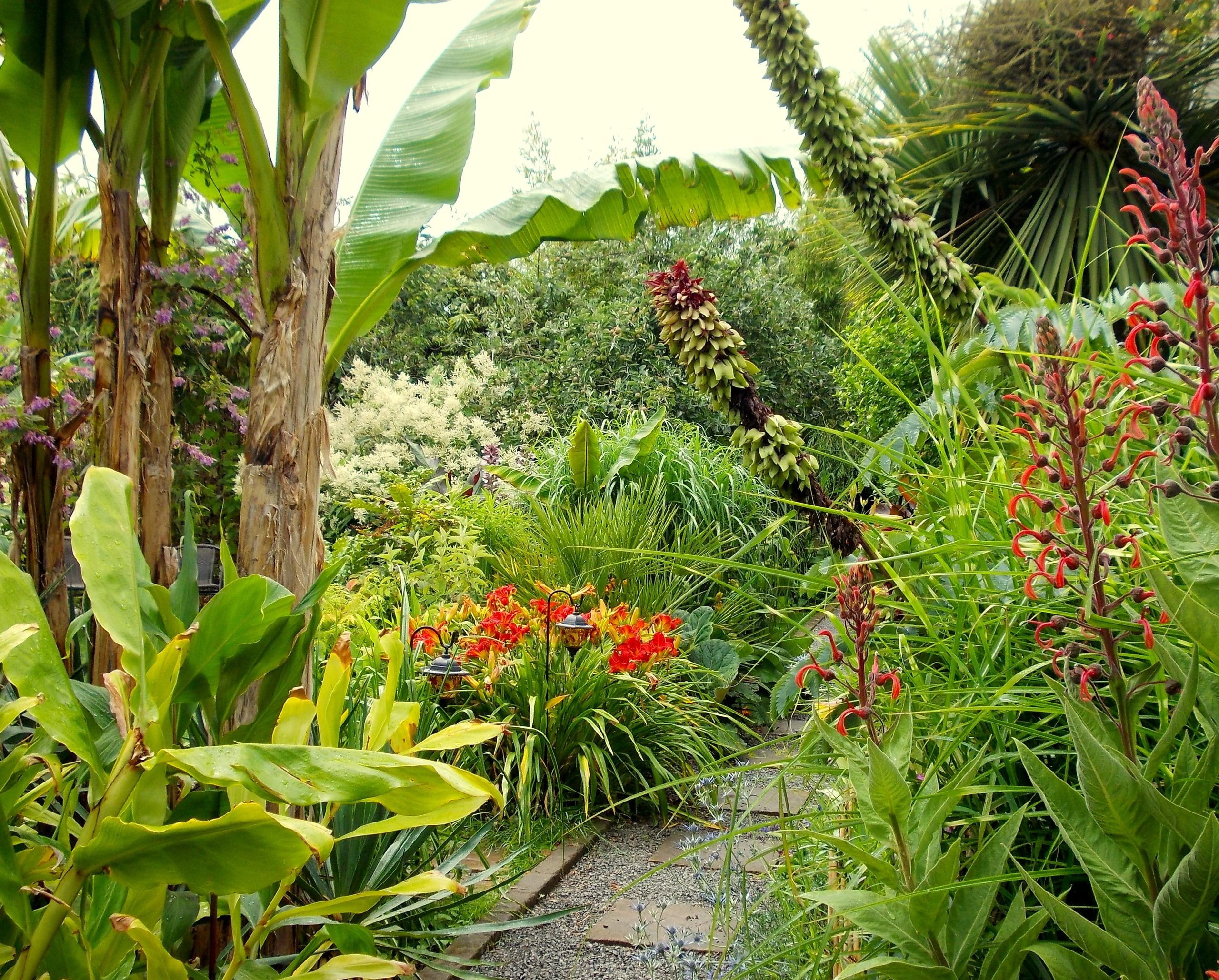 Alan's Jungle Plants - Plant Nursery, Garden, Hardy Exotics