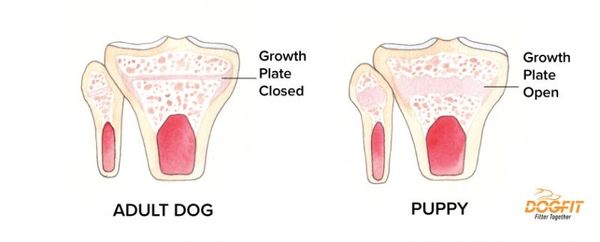 Comparison of adult dog and puppy bone growth plates, closed vs open.