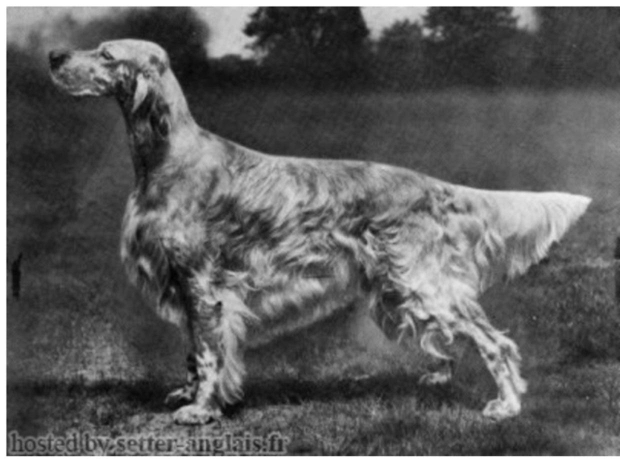 Black and white photo of an English Setter dog standing outdoors.