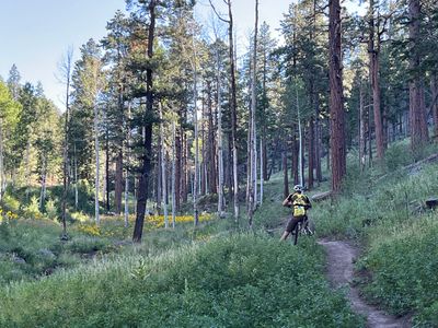 Schultz Creek Trail, Flagstaff, AZ