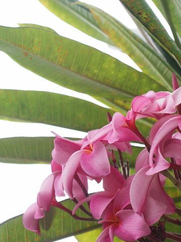 Close-up of vibrant pink plumeria flowers with green leaves in the background.