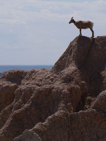 A goat standing on a rocky cliff overlooking the sea.