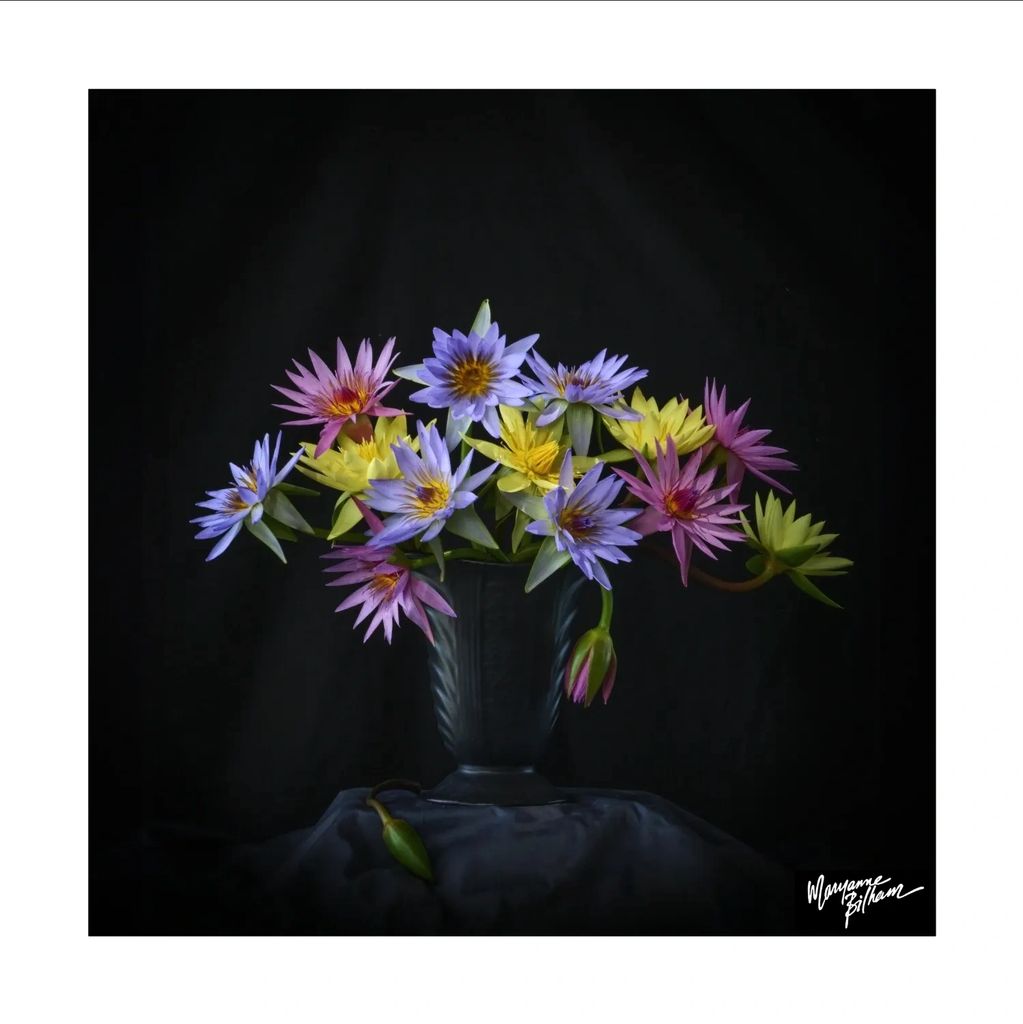 A bouquet of colorful water lilies in a black vase against a dark background.