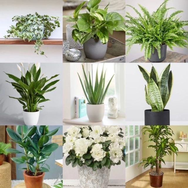 Best plants for your home