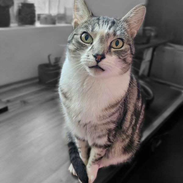 Xena the Clinic Companion cat looking up at the camera with interest