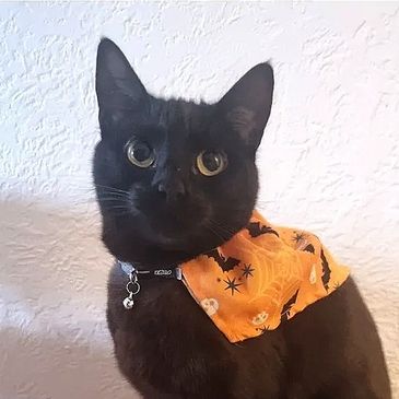 A black cat with golden eyes is wearing an orange Halloween-themed bandana