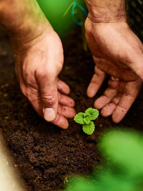 Hands nurturing a small green seedling in rich soil.