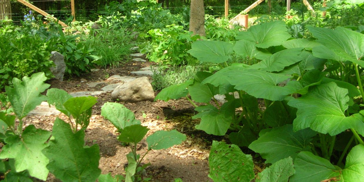 A lush garden with large green leaves and a stone path.
