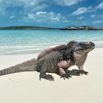 Local Iguana at Allen Cay