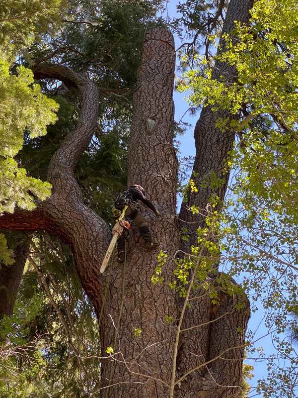 sometimes large tree need to be removed for safety 