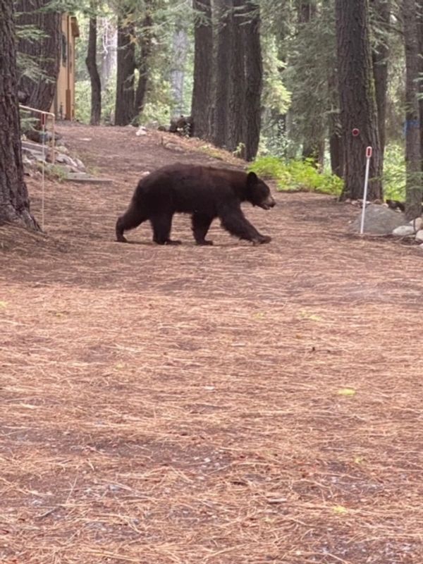 Tahoe Wildlife 